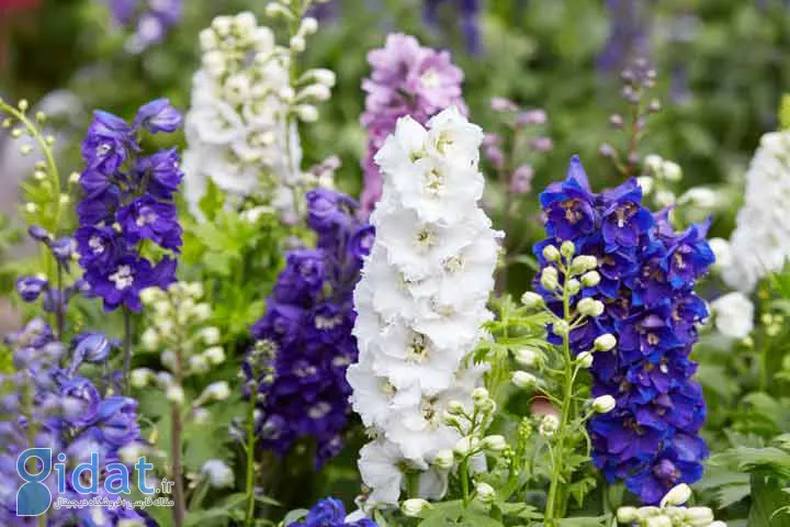 دلفینیوم یکی از گلهای تابستانی