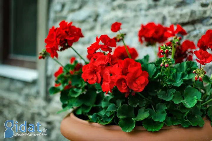 شمعدانی یکی از انواع گلهای تابستانی