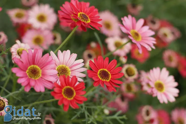 ژربرا گزینه‌ای برای گلهای تابستانی
