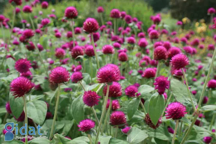 گل تکمه‌ای به عنوان یکی از گلهای تابستانی