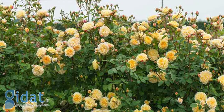 رز قدیمی یکی از گلهای تابستانی
