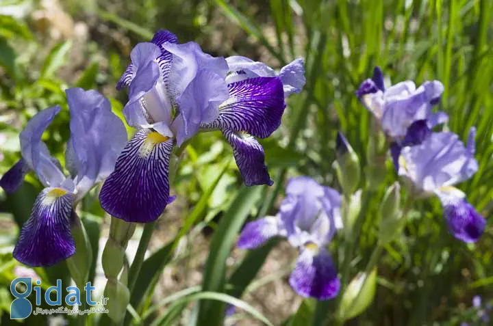 زنبق از زیباترین گلهای تابستانی