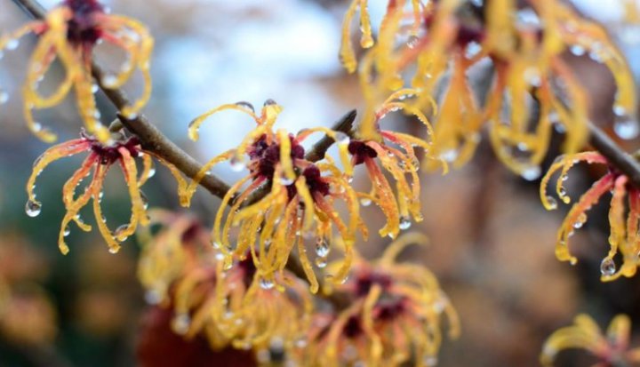 درختان زینتی مقاوم به سرما؛ ۱۵ درختچه زمستانی زیبا