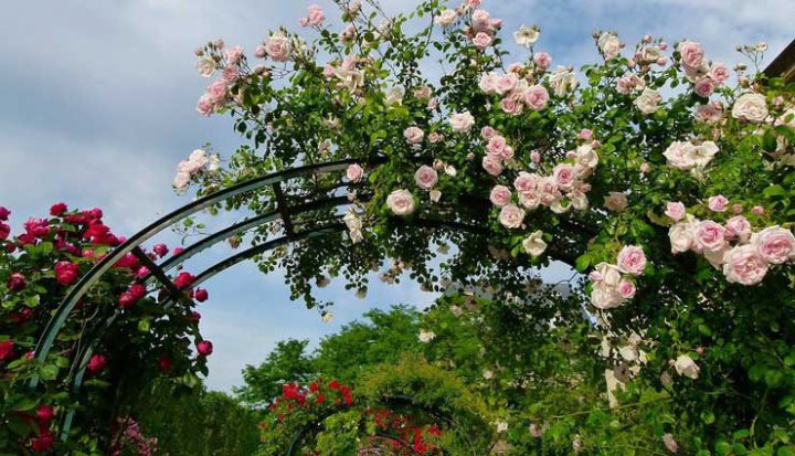 انواع گل رونده باغچه ای و آپارتمانی؛ معرفی ۲۰ گل دلربا برای تزئین خانه و باغچه