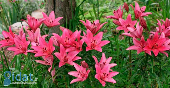 لیلیوم زیبا برای گلهای تابستانی
