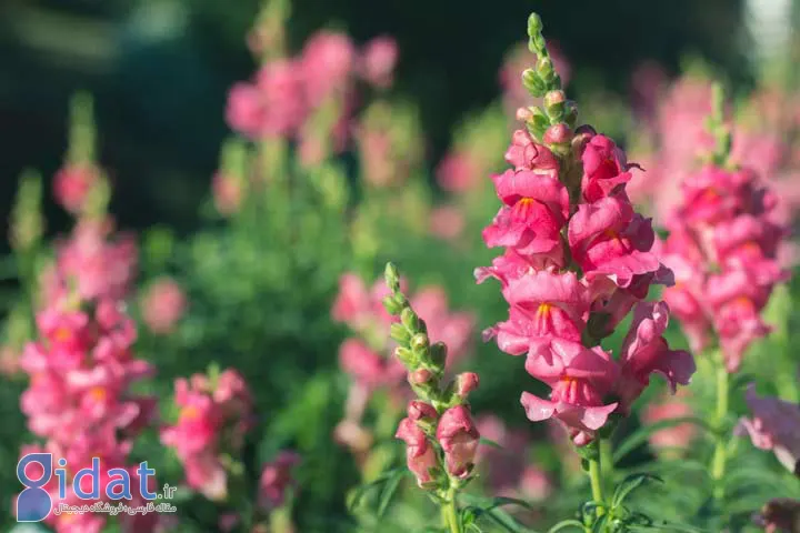 گل میمون به عنوان یکی از گلهای تابستانی