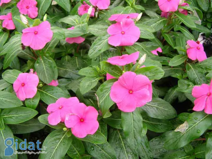 پرویش یکی از گلهای تابستانی