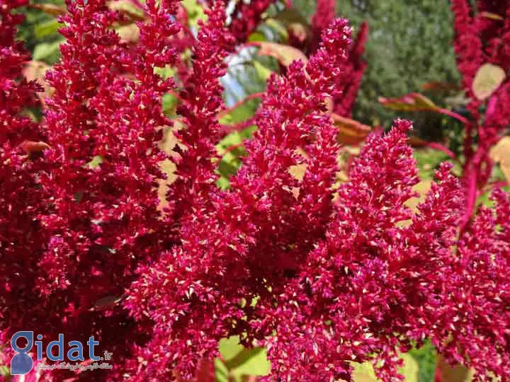 تاج خروس از گلهای تابستانی