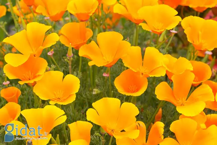 یکی از انواع گلهای تابستانی شقایق کالیفرنیایی