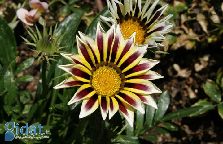 گازانیا انتخابی برای گلهای تابستانی