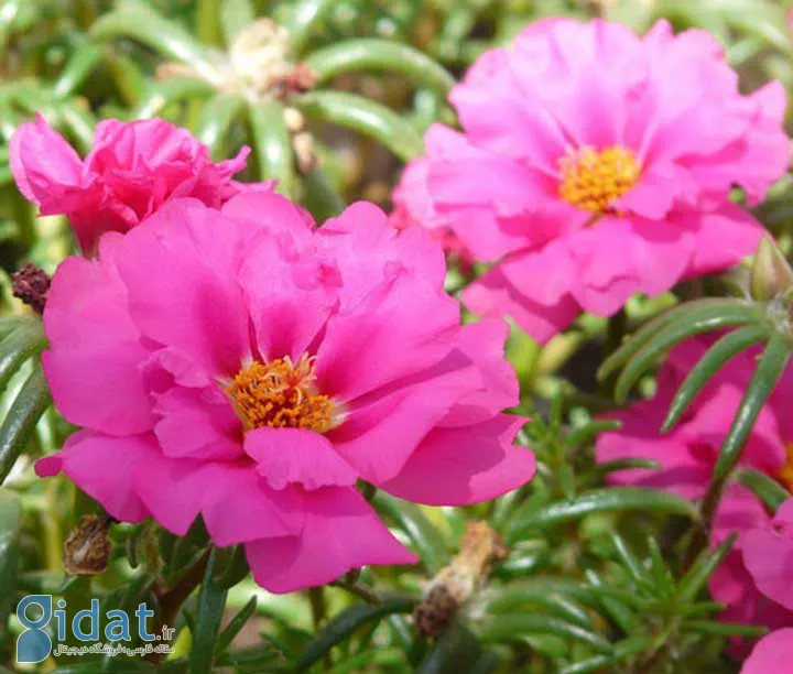 رز موس به عنوان یکی از گلهای تابستانی