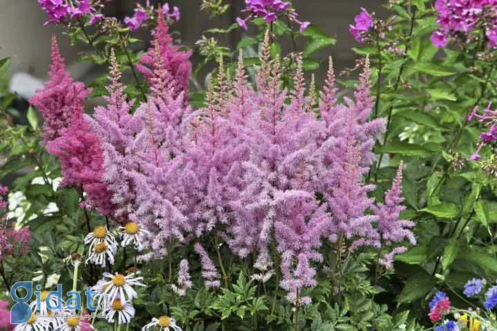 آستلیپ یکی از گلهای تابستانی زیبا