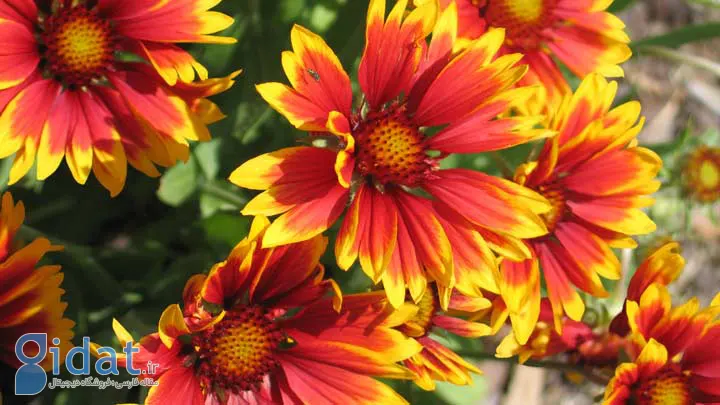 رعنای زیبا یکی از گلهای تابستانی
