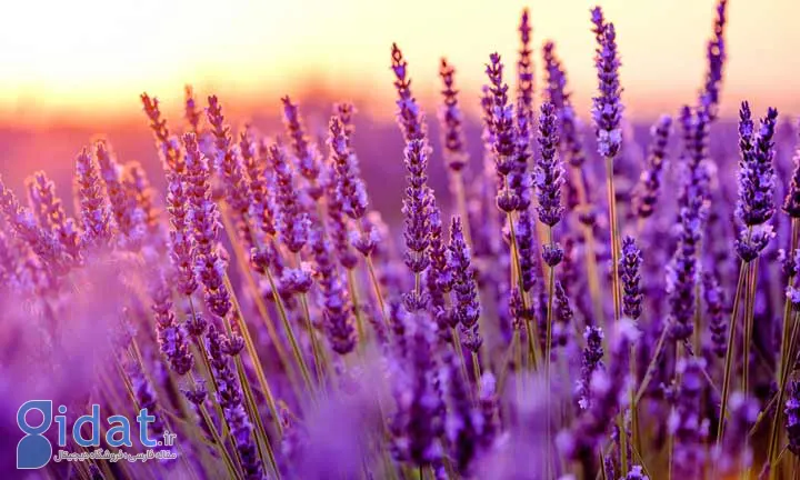 اسطوخدوس یکی از گلهای تابستانی 
