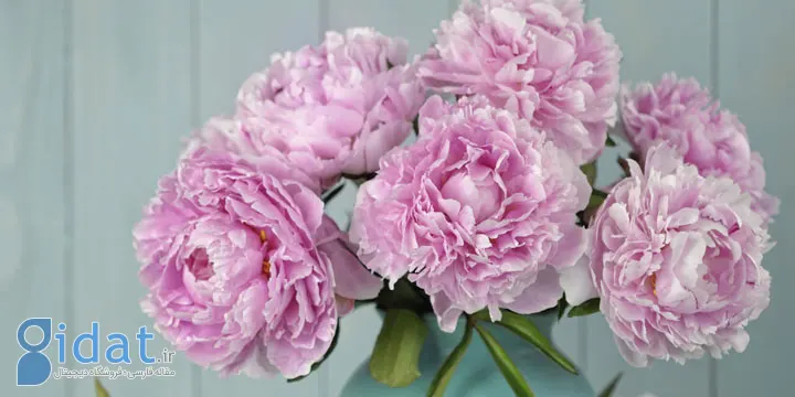 گل صدتومانی یکی از زیباترین گلهای تابستانی