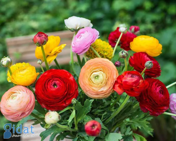 آلاله یکی از گلهای تابستانی زیبا