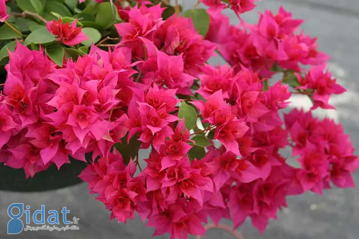 گل کاغذی زیباترین گلهای تابستانی