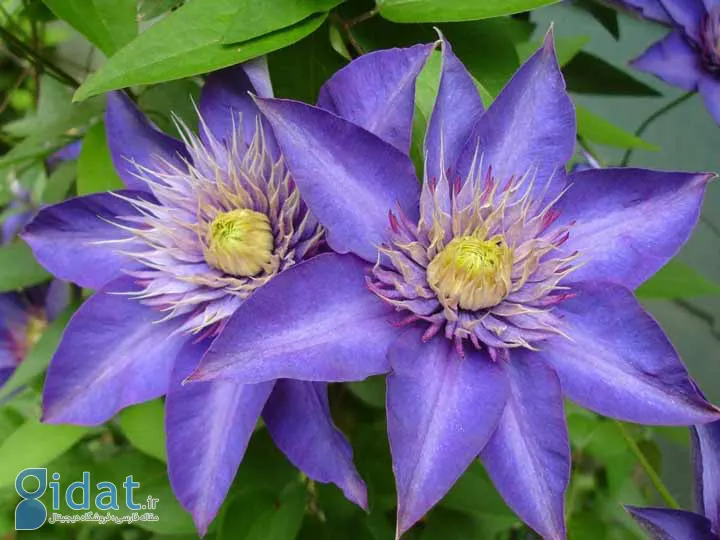 کلمانتیس یکی از گلهای تابستانی