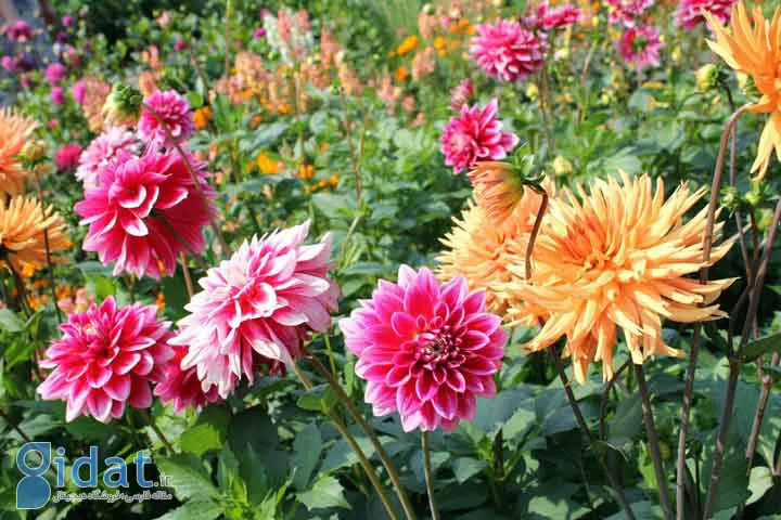 کوکب نوعی از گلهای تابستانی
