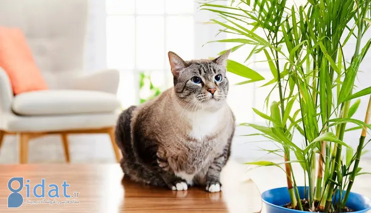 23 گیاه امن برای کسانی که سگ و گربه دارند