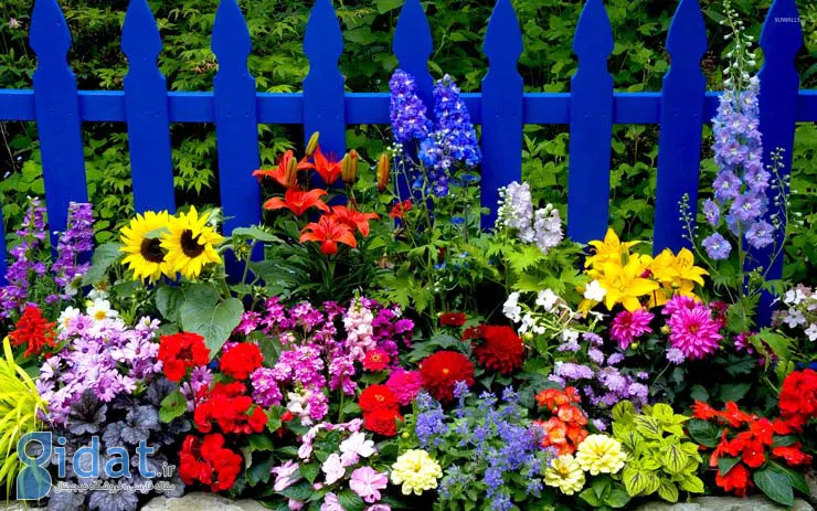 گل‌های باغچه‌ای: از گل‌های مناسب برای بهار و تابستان تا ۴۶ گل باغچه‌ای