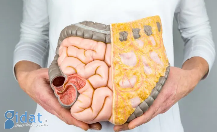 خواص زالزالک در کمک به دستگاه گوارش و هضم غذا