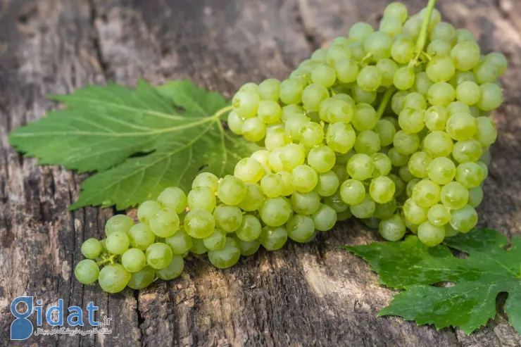 خواص انگور؛ ۵۵ خاصیت درمانی این میوه بهشتی
