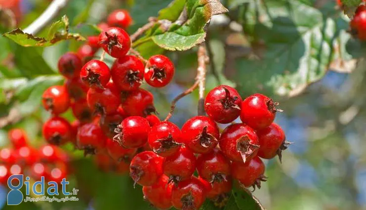 ۹ خاصیت شگفت انگیز زالزالک (خواص زالزالک قرمز وحشی و زالزالک قرمز و زرد)