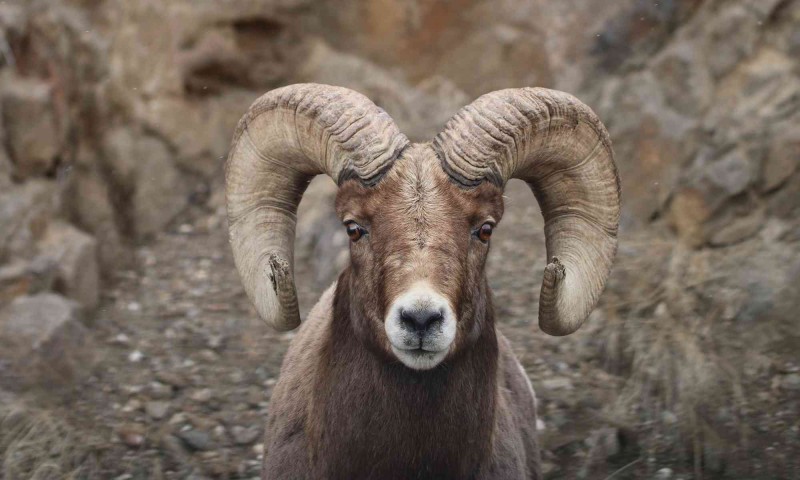 تحقیق درمورد تاریخچه پیدایش گوسفند و بز