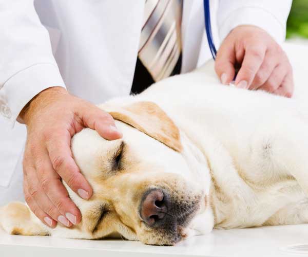 درمان انگل سگ