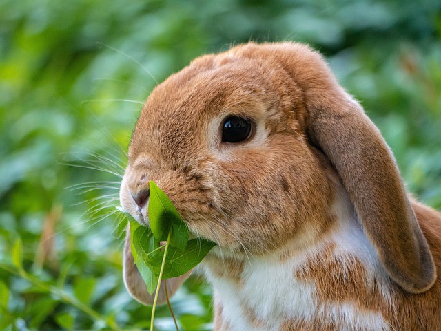 Will a Slingshot Kill a Rabbit