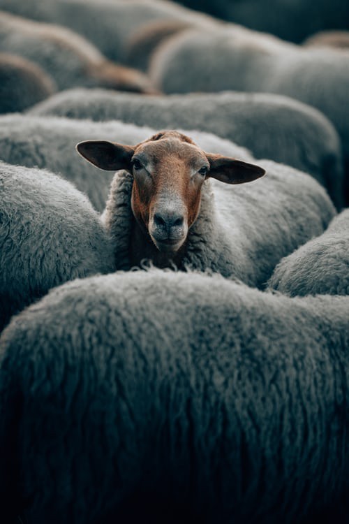 حقایق  جالب در مورد گوسفند